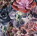 Different beautiful succulents as background