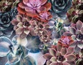 Beautiful succulents as background, top view