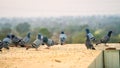 Different birds closeup shot on the rooftop terrace. Grey Homing birds or Rock dove enjoying winter season Royalty Free Stock Photo