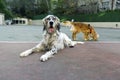 Dogs playing in the park Royalty Free Stock Photo