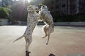 Dogs playing in the park Royalty Free Stock Photo