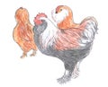 Different breed of rooster and hens