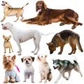 Large group of dogs isolated on a white background Royalty Free Stock Photo