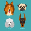 Different breeds of dogs.