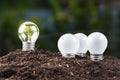 Different bulb Growing Royalty Free Stock Photo