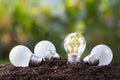 Different bulb Growing Royalty Free Stock Photo