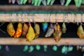 Different butterfly pupa