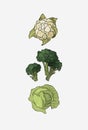 Different cabbage set. Cauliflower, leaf cabbage, and broccoli illustration. Raw food diet Royalty Free Stock Photo