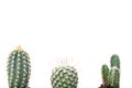 Different cacti isolated on white background