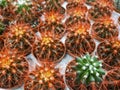 Different cacti on sale in the store
