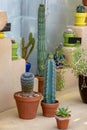 Different Cactus plants in Frederik Meijer gardens in grand Rapids, Michigan