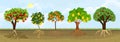 Different cartoon fruit trees with ripe fruits and green crown in garden. Plants showing root structure below ground level