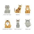 Different Cat Breed with Scottish Fold, Bengal, La Perm, Norwegian Forest, Egyptian Mau and Nibelung Vector Set