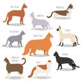 Different cat breeds cute kitty pet cartoon cute animal character set illustration Royalty Free Stock Photo