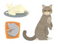 Different cat cute kitty pet cartoon cute animal cattish character set catlike illustration