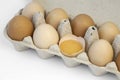 Different categories of chicken eggs in a cardboard tray, broken chicken egg. Eggshell with yolk. Royalty Free Stock Photo