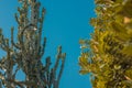 Different catuses and plants in Argotti botanical gardens in Valletta, Malta. Detail view of plants on blue backgrounds