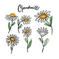 Different chamomile set hand drawn colorful clipart.