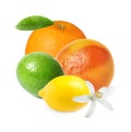 Different citrus fruits with leaves on background