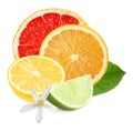 Different citrus fruits with leaves on background