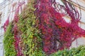 Different climbing plants with autumn leaves on abandoned building wall