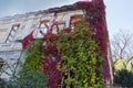 Different climbing plants with autumn leaves on abandoned building wall