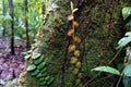 Different climbing plants spotted in the Curi Cancha Reserve