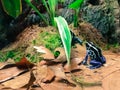 Different cold-blooded species at the tropical terrarium. Frog with black spots.