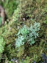 different color abnormalities of moss in general