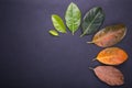 Different color and age of leaves of the jackfruit tree leaves f Royalty Free Stock Photo