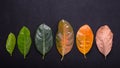 Different color and age of leaves of the jackfruit tree leaves f Royalty Free Stock Photo