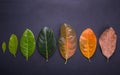 Different color and age of leaves of the jackfruit tree leaves f Royalty Free Stock Photo