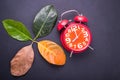 Different color and age of leaves of the jackfruit tree leaves f