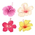 Different color hibiscus flowers. Set of beautiful tropical blooming floral. Pink, creamy, red and yellow flowers.