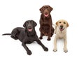 Different Color Labrador Retriever Dogs Royalty Free Stock Photo