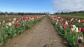 Many Rows of tulips on flower farm