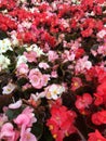 Different colored begonias