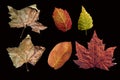 Different colored fall leaves. Set of olorful leaves isolated on black background. Autumn beautiful green, yellow, red and orange