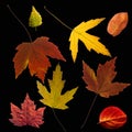 Different colored fall leaves. Set of olorful leaves isolated on black background. Autumn beautiful green, yellow, red and orange Royalty Free Stock Photo