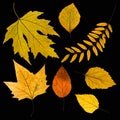 Different colored fall leaves. Set of olorful leaves isolated on black background. Autumn beautiful green, yellow, red and orange Royalty Free Stock Photo