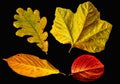 Different colored fall leaves. Set of olorful leaves isolated on black background. Autumn beautiful green, yellow, red and orange Royalty Free Stock Photo