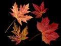 Different colored fall leaves. Set of olorful leaves isolated on black background. Autumn beautiful green, yellow, red and orange Royalty Free Stock Photo