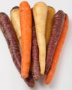 Different colored fresh picked assorted carrots Royalty Free Stock Photo
