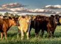 Different colored heifers Royalty Free Stock Photo