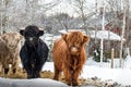 3 different colored Highland cattle on a pasture in winter in Sweden Royalty Free Stock Photo