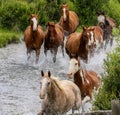 Different colored horses running through a stream
