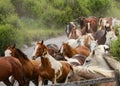 Different colored horses running through a stream.