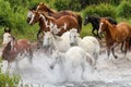 Different colored horses running through a stream splashing water