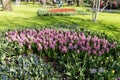 Different colored hyacinths bloom in Keukenhof Park
