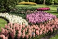 Different colored hyacinths bloom in Keukenhof Park